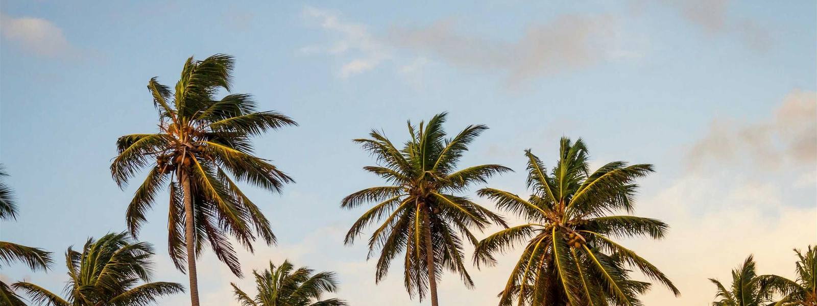 Palm trees against the blue sky of the Costa Blanca.