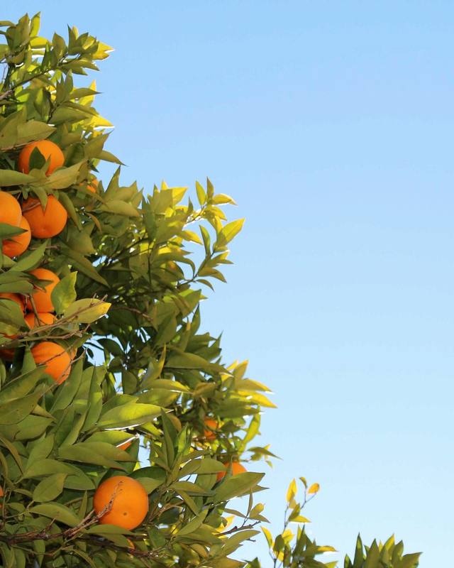 Oranges on the tree against a blue sky.